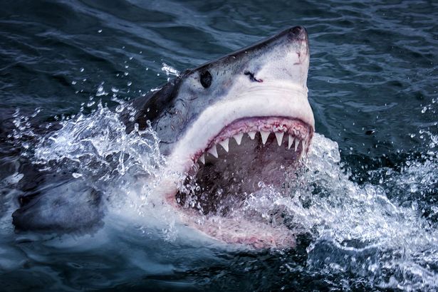 Great-White-Shark