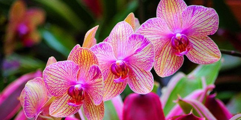 orchid