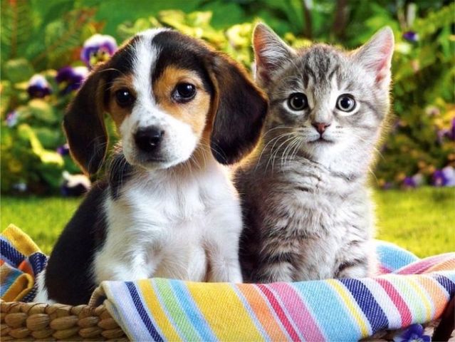 cat and dog 1