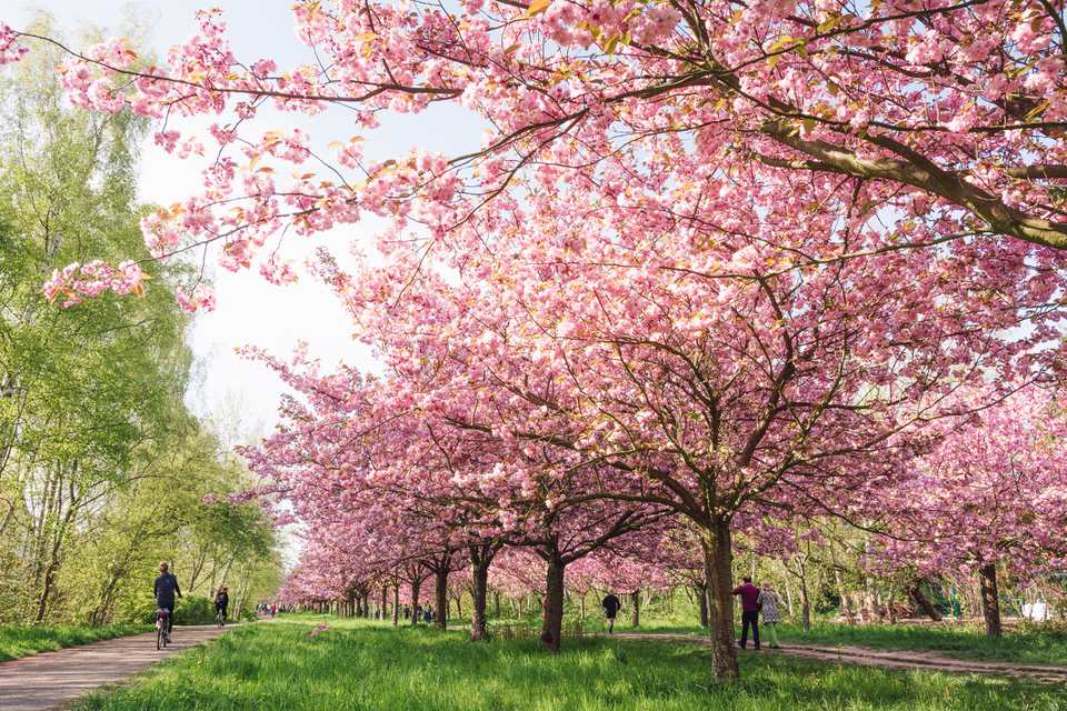 cherry blossom festival