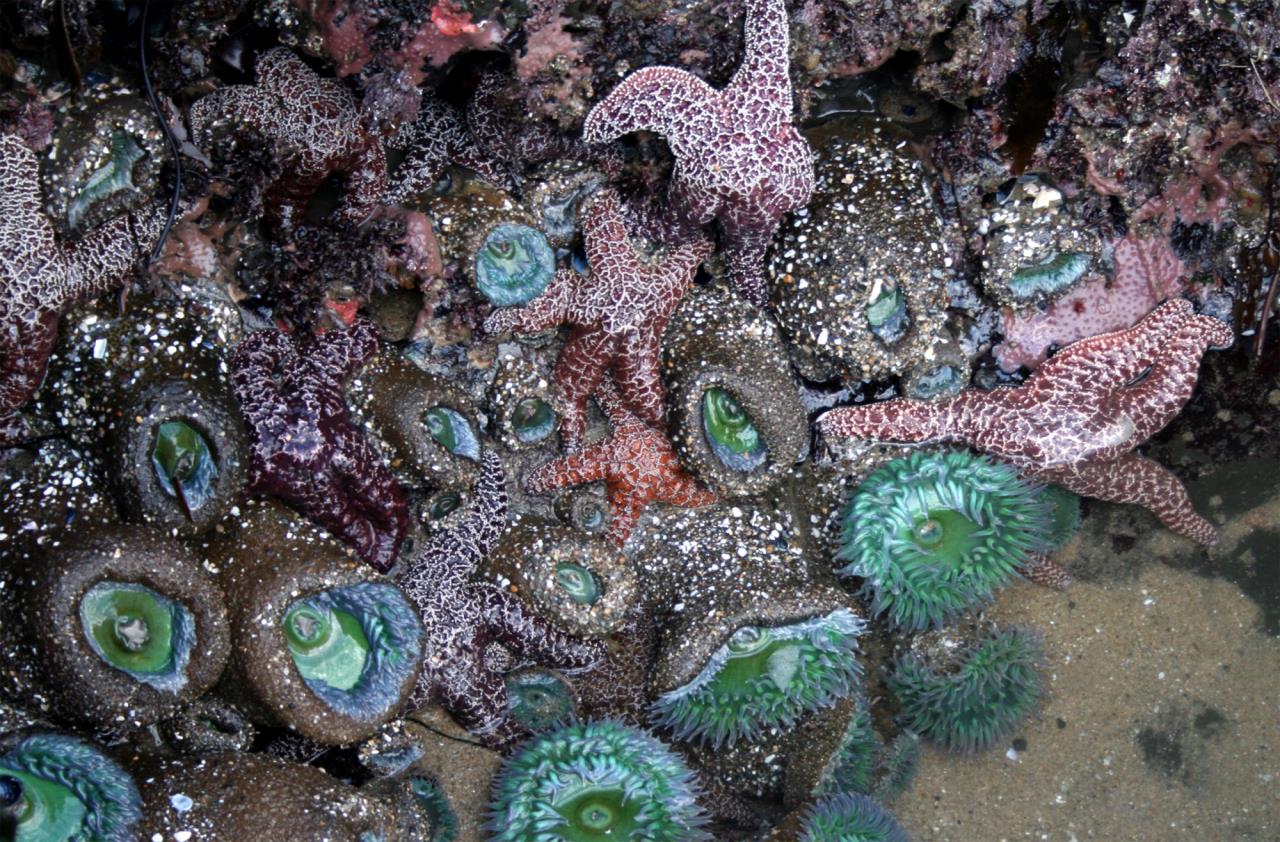 tide pool