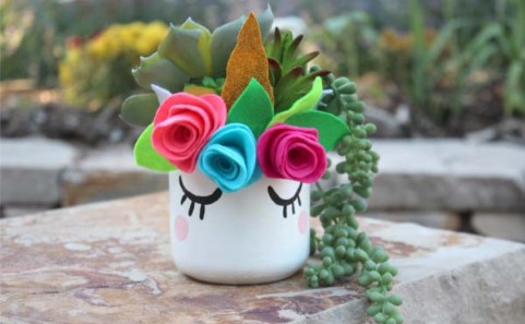 Unicorn Succulents