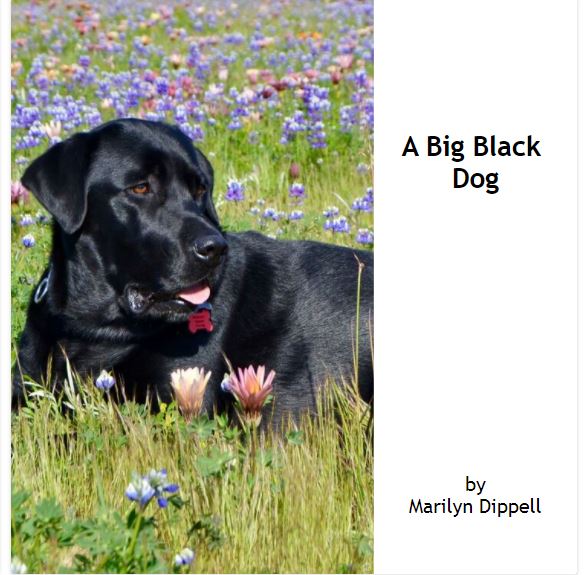 A Big Black Dog book cover image