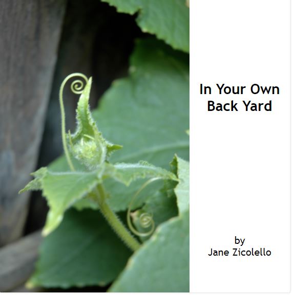 In Your Own Back Yard book cover image