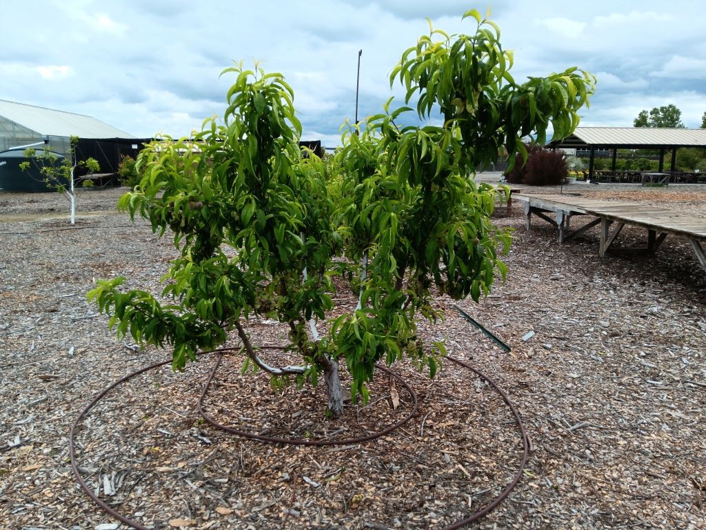 pruned peach tree